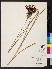 Juncus biflorus image