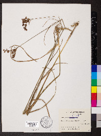 Juncus biflorus image