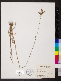 Juncus biflorus image