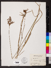 Juncus biflorus image