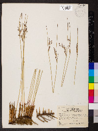 Juncus balticus subsp. littoralis image