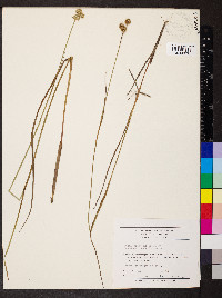 Juncus brachycarpus image