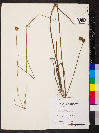 Juncus brachycarpus image