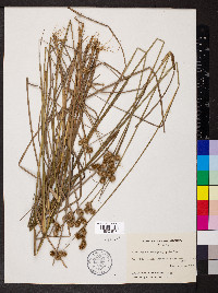 Juncus brachycarpus image