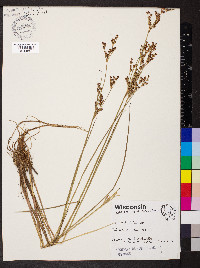 Juncus brevicaudatus image