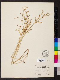 Juncus diffusissimus image