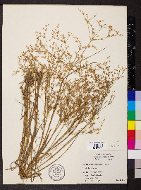 Juncus diffusissimus image