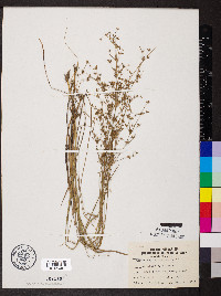 Juncus diffusissimus image