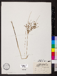 Juncus diffusissimus image