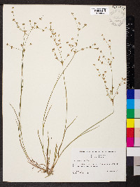 Juncus debilis image