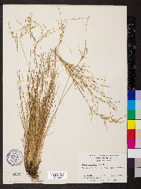 Juncus georgianus image