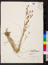 Juncus gerardii image