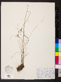 Juncus gerardii image