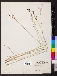 Juncus gerardii image