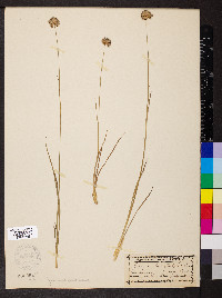 Juncus longistylis image