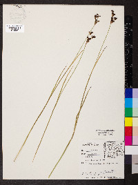 Juncus longistylis image