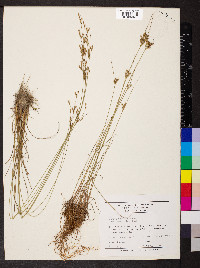 Juncus interior image