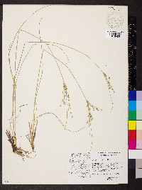 Juncus interior image