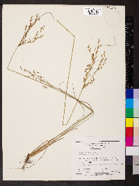 Juncus interior image