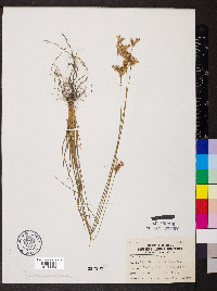 Juncus interior image