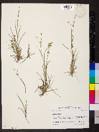 Juncus repens image