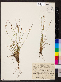 Juncus parryi image