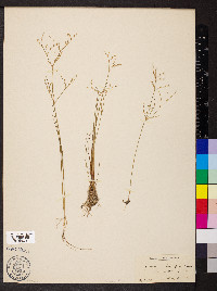 Juncus pelocarpus image