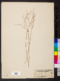 Juncus pelocarpus image