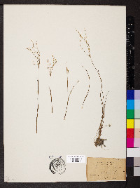 Juncus pelocarpus image