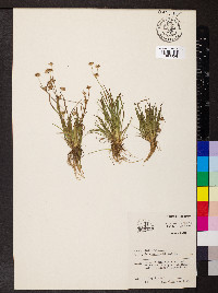 Juncus repens image