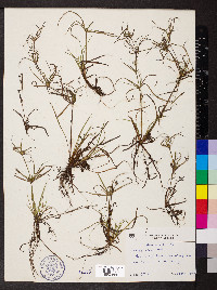 Juncus repens image