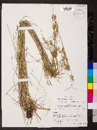 Juncus secundus image