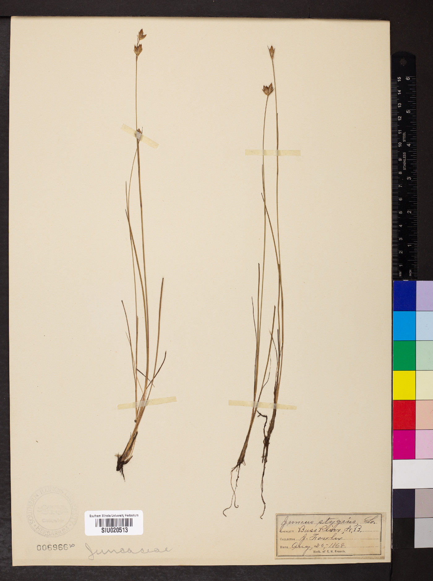 Juncus stygius image