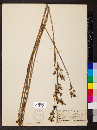 Juncus militaris image