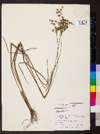 Juncus nodatus image