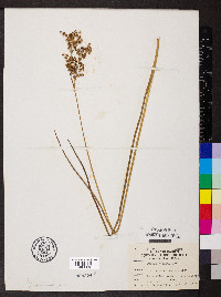 Juncus nodatus image