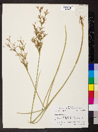 Juncus nodatus image