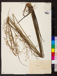 Juncus nodatus image