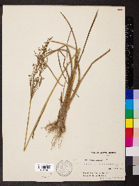 Juncus nodatus image