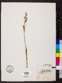 Juncus nodatus image