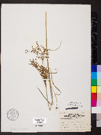 Juncus nodatus image