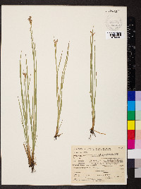 Juncus orthophyllus image