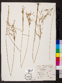 Juncus anthelatus image