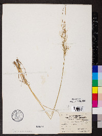 Juncus anthelatus image