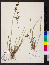 Juncus trigonocarpus image