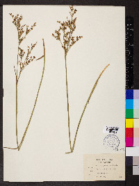 Juncus trigonocarpus image