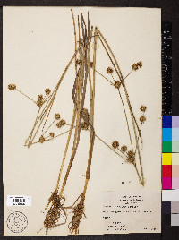 Juncus validus image