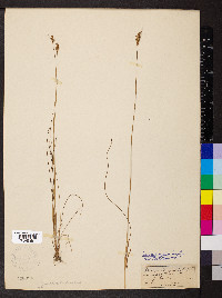 Juncus vaseyi image