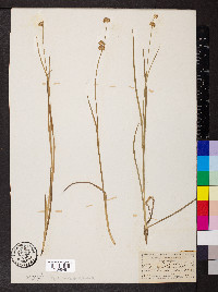 Juncus xiphioides image