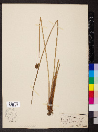 Juncus conglomeratus image